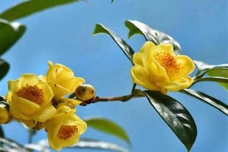 金花茶繁育方法