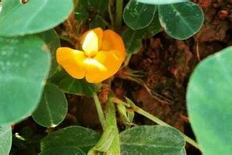 茉莉花叶子变黄可以用氨基酸花肥吗？