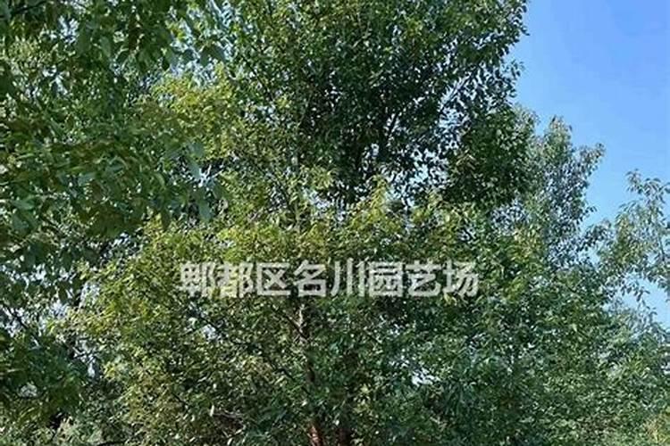 香樟树叶子发黄怎么治