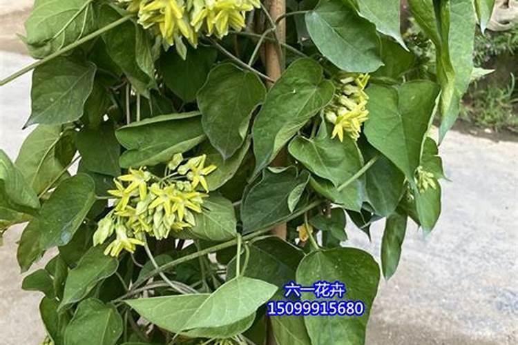 夜来香怎么施肥,这样做才正确!