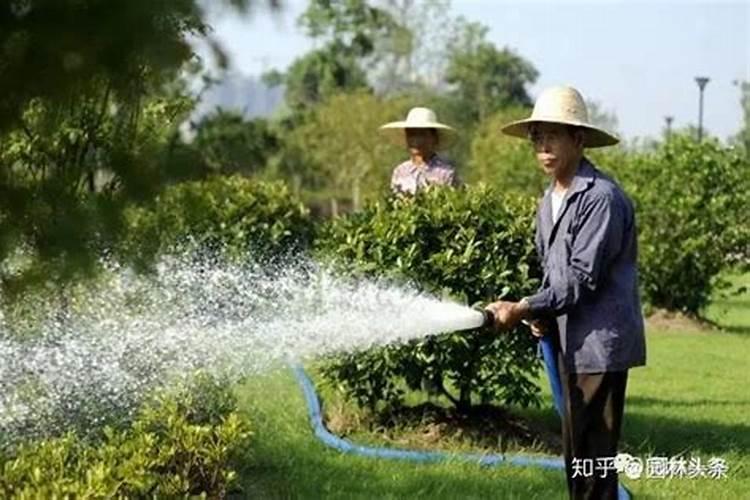 鱼肠肥要多久 鱼肠肥的生长周期为多久