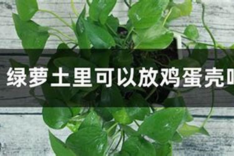 如何自制花肥养绿萝