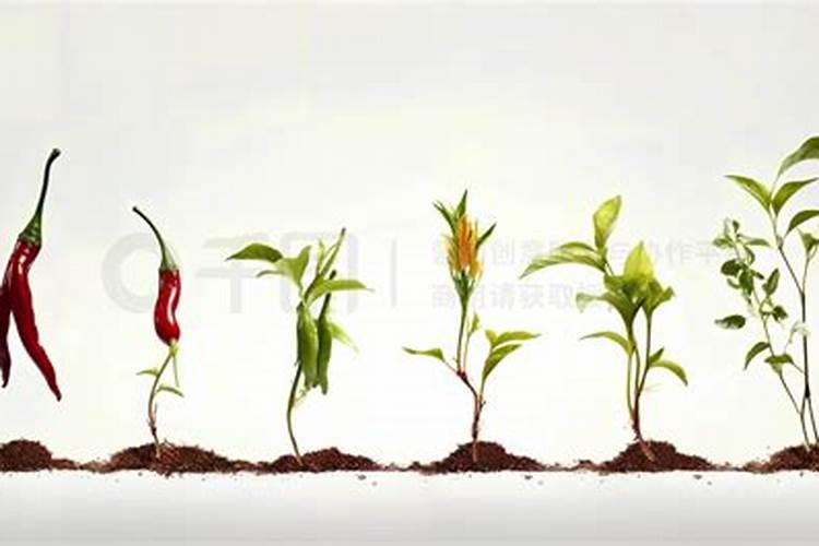 辣椒要如何施肥