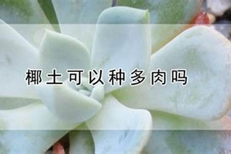 多肉植物可以施氮肥吗 多肉植物能施氮肥吗