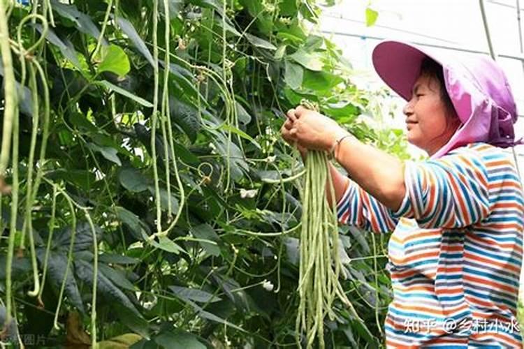 豆角种植怎样才能高产