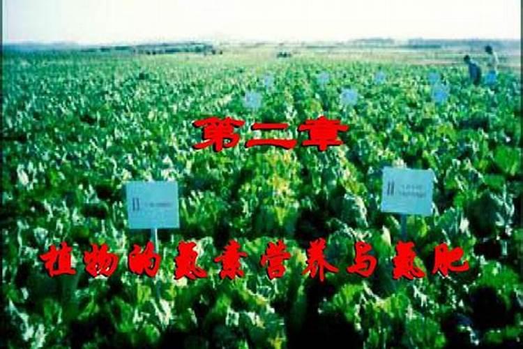 茉莉花最忌讳三种肥料