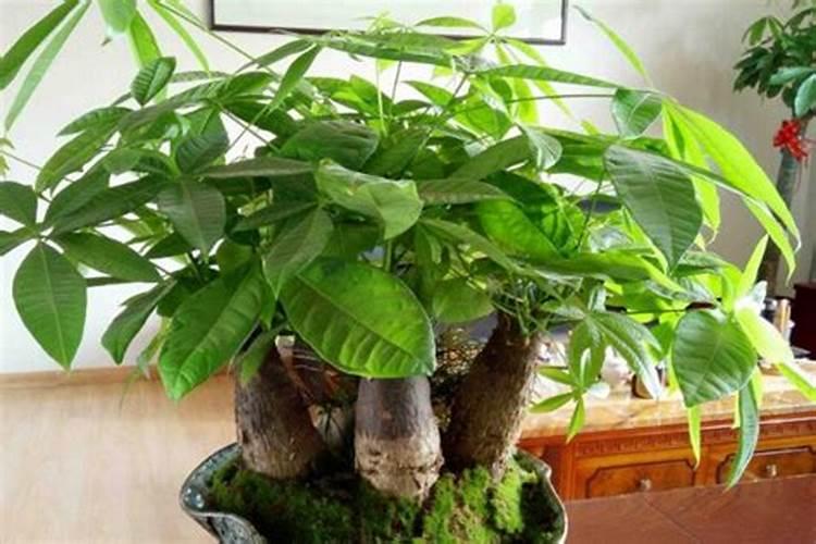 复合肥可以用来养兰花吗
