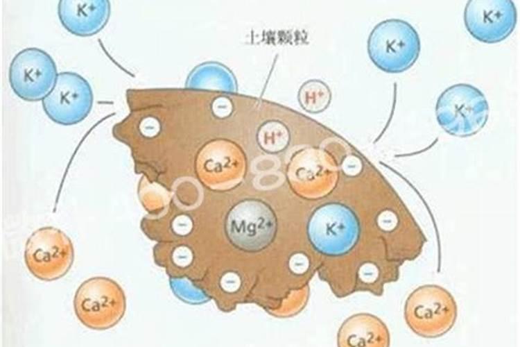 青皮蜜桔的种植技术是什么？