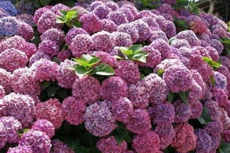 绣球花施肥时间和方法