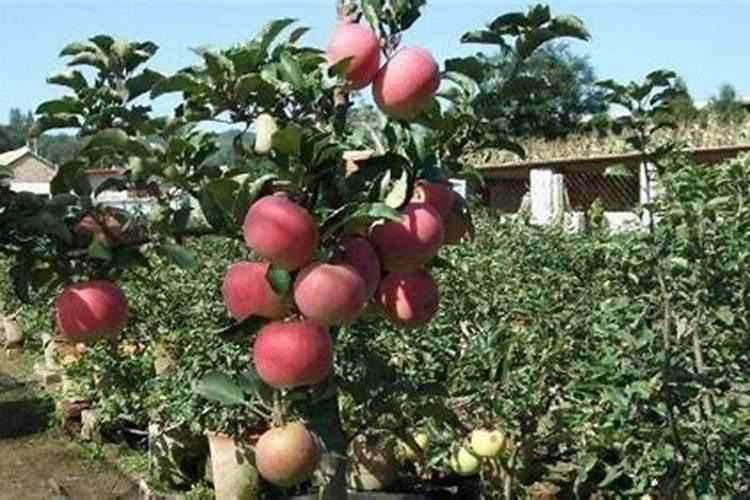 苹果树夏季管理及修剪