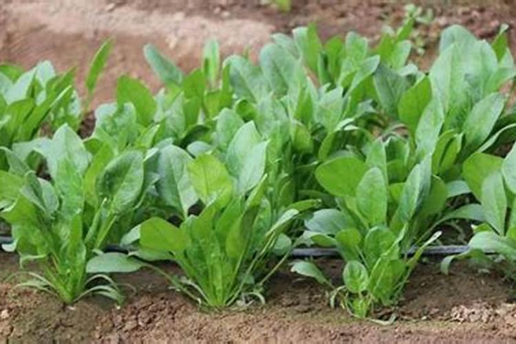 给菠菜施什么肥料能让它快速长起来