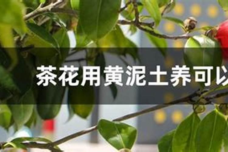 茶花有花苞能喷磷酸二氢钾吗