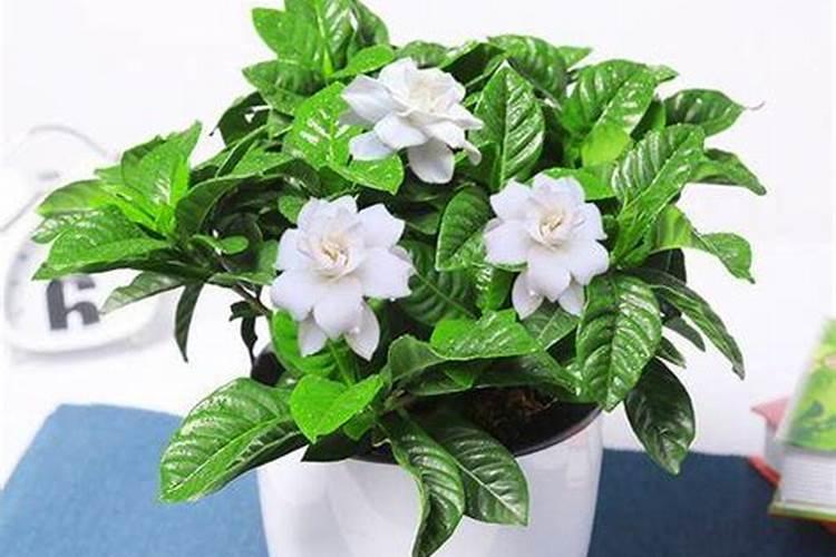 室内四季栀子花应该怎么种植？麻烦详细说一下。