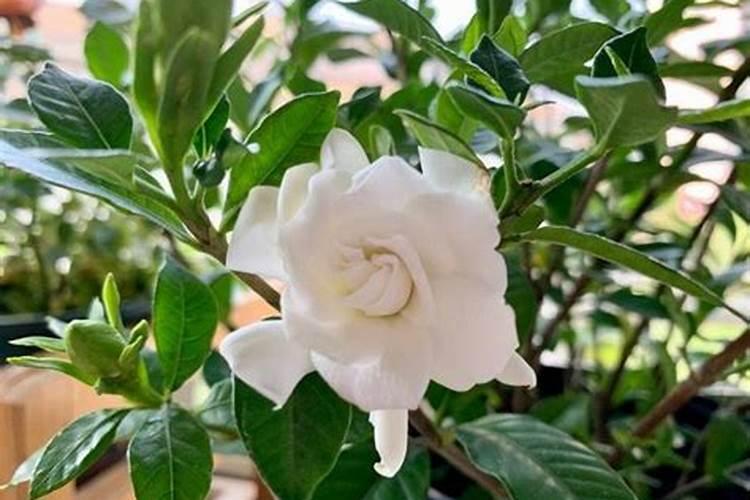 四季栀子花怎么养护
