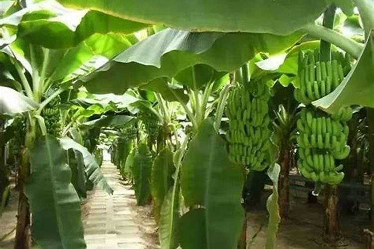 香蕉科学施肥方法,什么时候适合施肥
