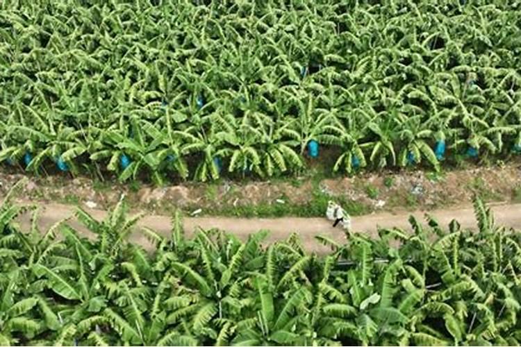 四川种植香蕉地方有哪些