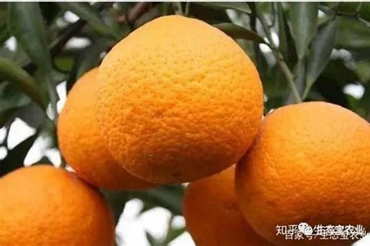 耙耙柑花芽分化上啥肥;耙耙柑全年施肥要点