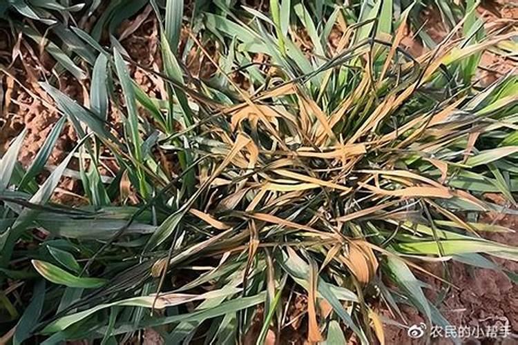 五谷杂粮呕烂成肥有什么成份吗