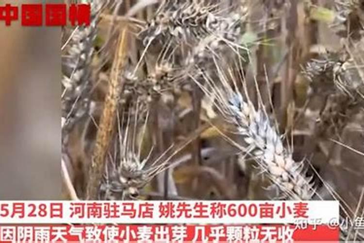 发霉的小麦怎么处理