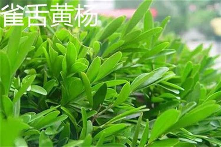 黄杨最忌三种肥料