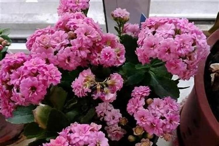 长寿花夏天怎么养施什么肥