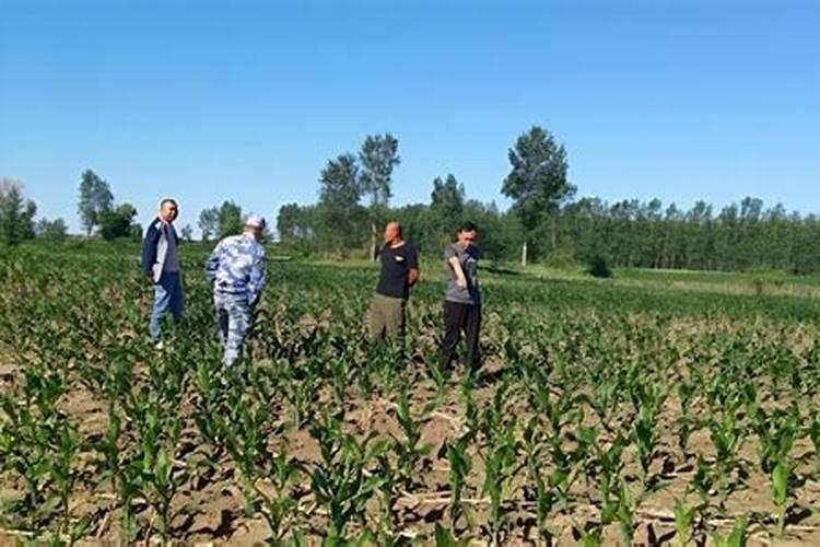 玉米底肥一次性施肥 氮磷钾 各用多少？