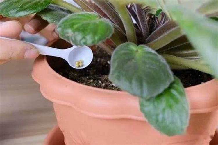 盆栽茉莉花怎么施肥,4种方法让你的茉莉花满枝头