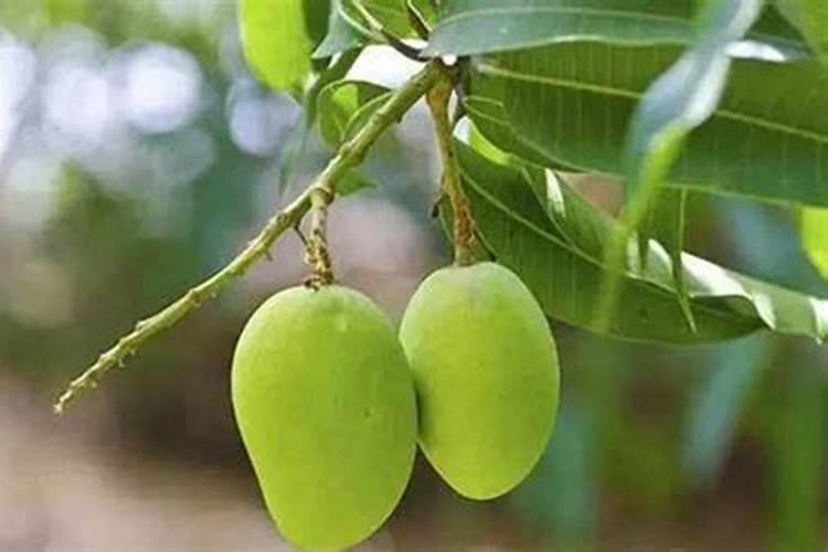 先正达益施帮在芒果树上什么时候用？