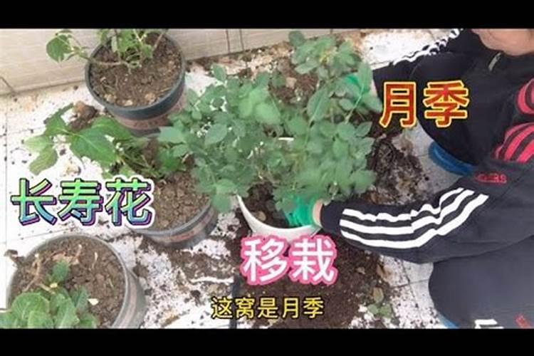 高钾肥适合浇什么花