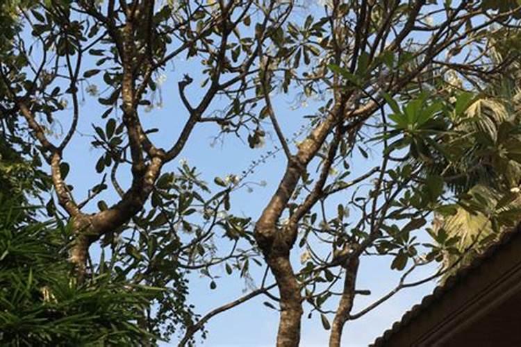 庭院栽植中追肥有哪些要求 庭院栽植中追肥有什么要求