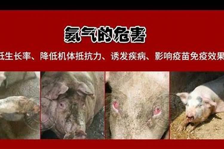 怎么做肥料养花 养花肥料大全