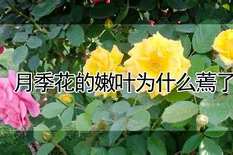 月季萌芽嫩叶阶段能喷施叶面肥吗