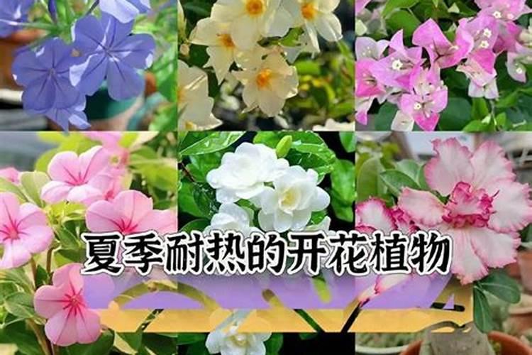 什么是养花的复合肥