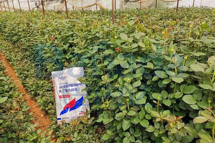 想要土豆高产该如何施肥 使用什么肥料好