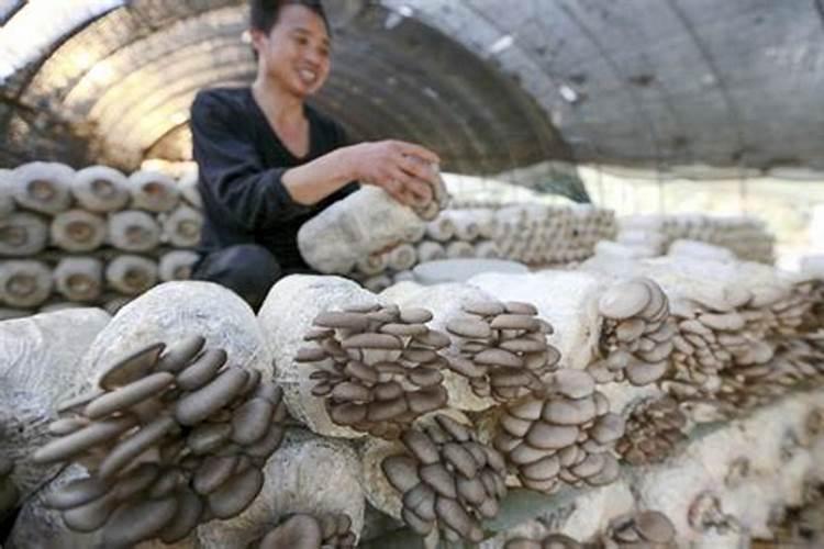 玉米追什么化肥好