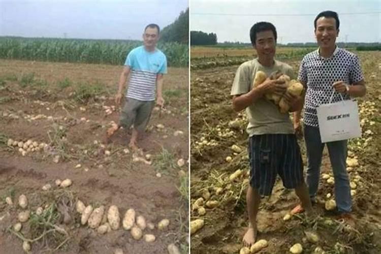 土豆苗疯长要打什么药？