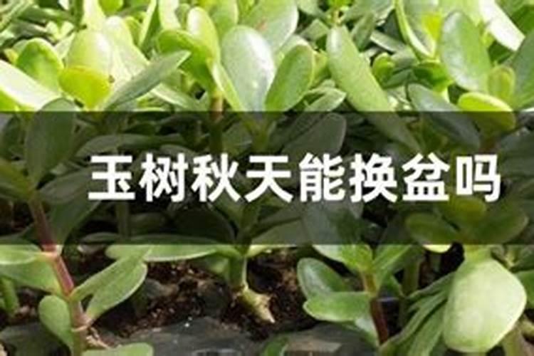 玉树可以用花多多1号吗