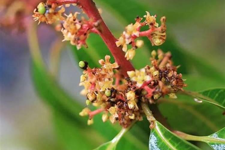 芒果炭疽病的症状是什么？芒果炭疽病如何防治？