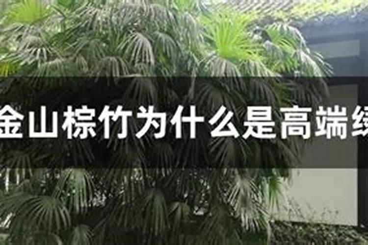 竹子种在家里什么地方好？
