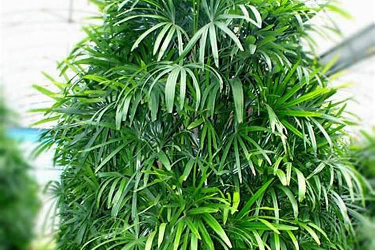 观音竹叶子蔫了怎么办