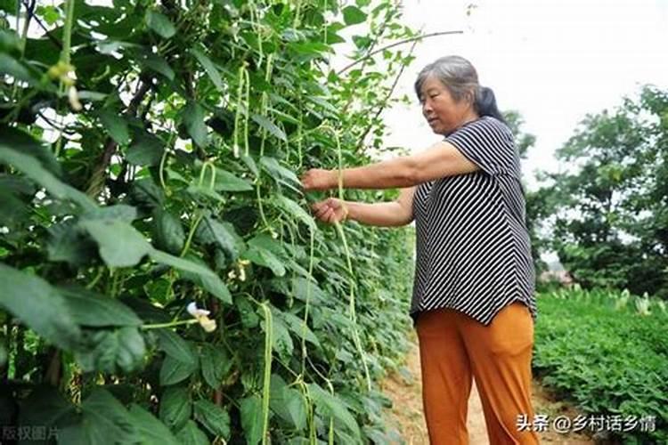 豆角施什么肥料最好