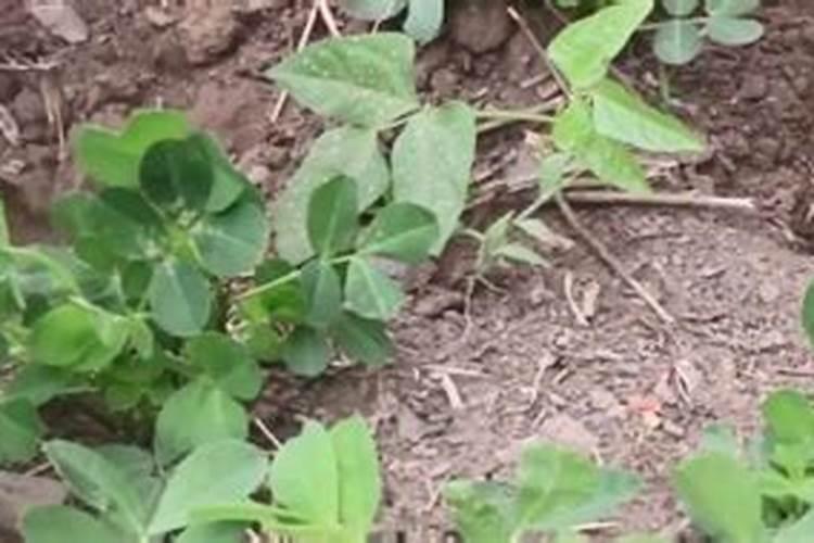 花生先打除草剂还是先施肥