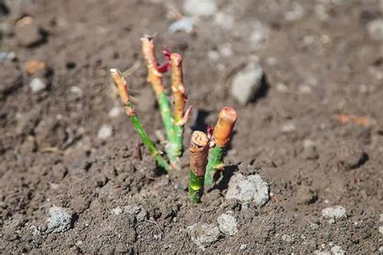 玫瑰花种植