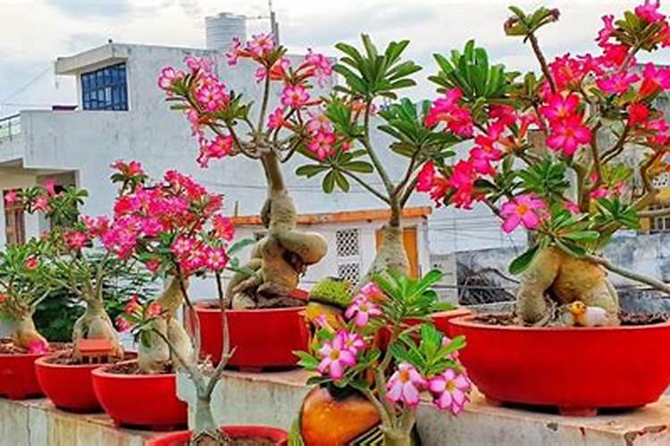 玫瑰花怎样繁殖呢？