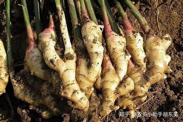 农村种植姜,造成大姜裂口的五个原因有哪些？