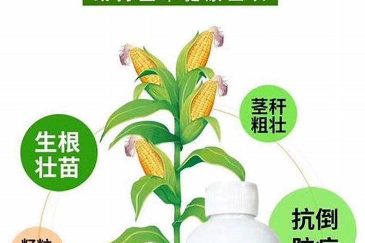在种植玉米的时候,肥料具体该怎么去使用？
