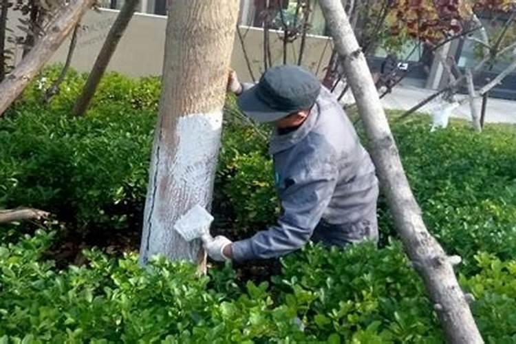 庭院绿化种下多久施肥 庭院绿化种植后何时施肥