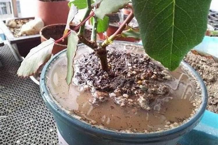 茶叶花儿浇完了,挺长时间,不长是怎么回事儿？