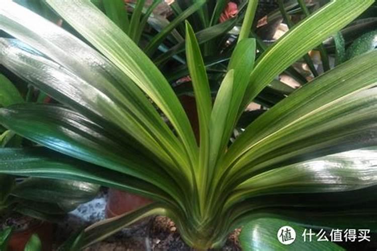 香蕉树如何种植的？有何习性？