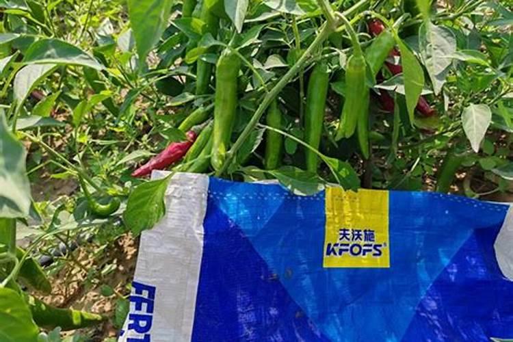 辣椒反季节种植技术 附施肥方案